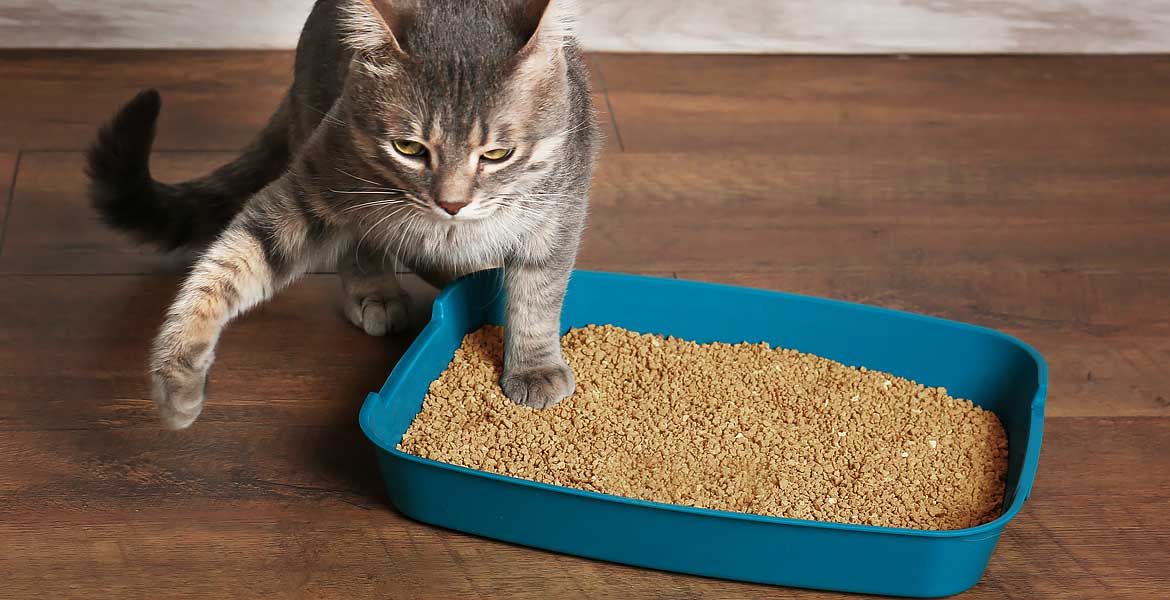 Caixa de areia para gatos: 7 dicas para uma boa compra!