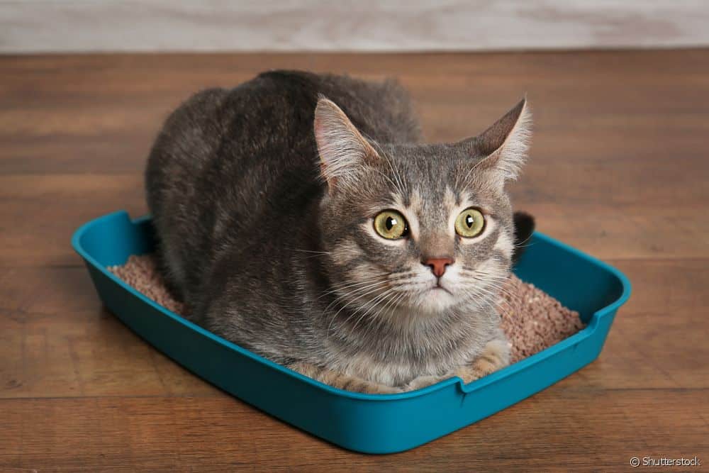 Caixa de areia para gatos - Como escolher para o seu bichano