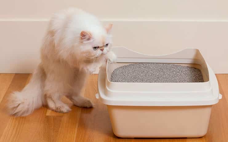 Como escolher a Caixa de Areia para Gatos? - Telecão