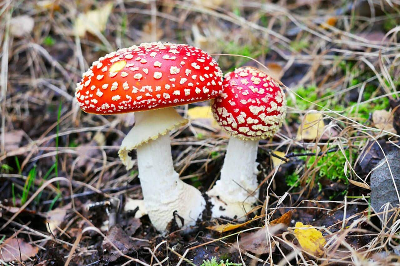 Cogumelos venenosos - como identificar e principais exemplares
