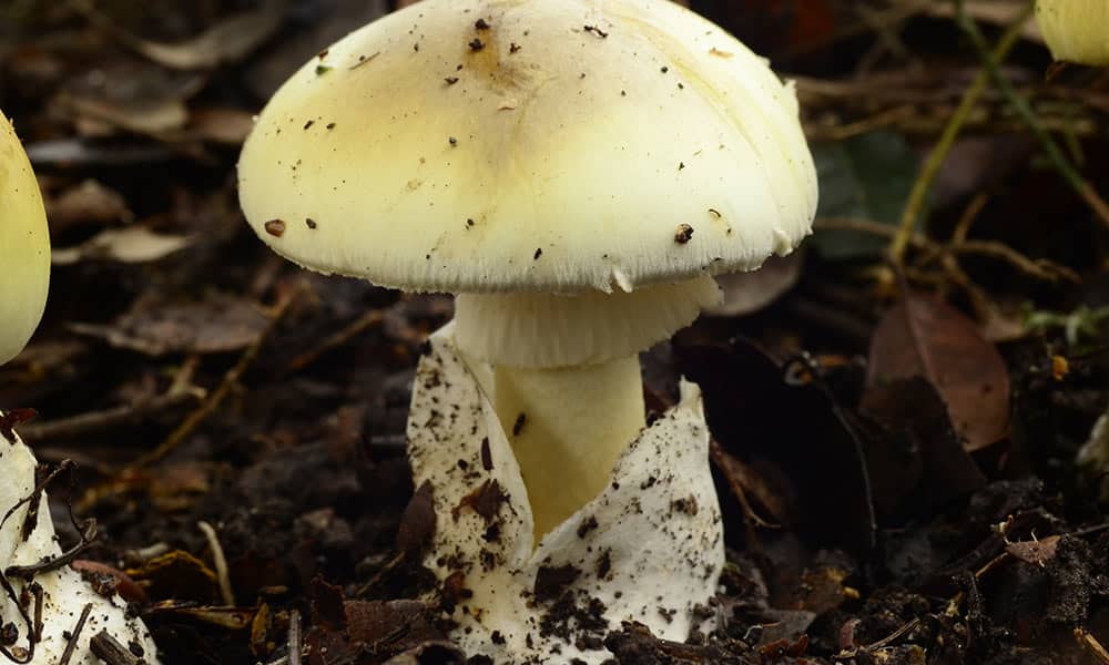 Cogumelos venenosos - Como identificar e principais exemplares