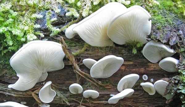 Cogumelos venenosos - como identificar e principais exemplares