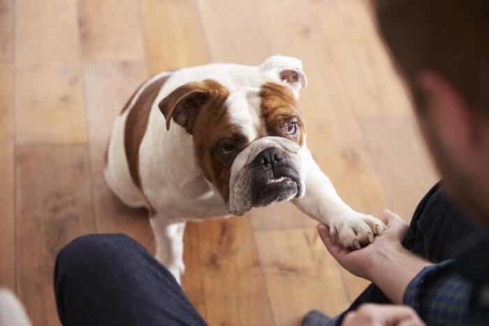 Como adestrar cachorro em casa? Dicas e truques para ensinar aos pets