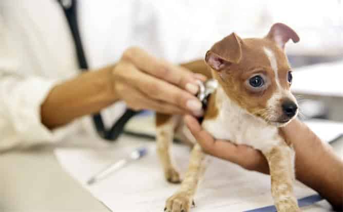 Doenças de cachorros - 11 condições de saúde mais comum nos animais