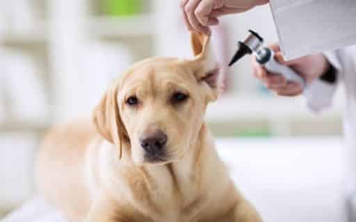 Doenças de cachorros - 11 condições de saúde mais comum nos animais