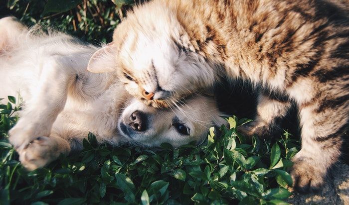 Doenças de gatos: conheça as mais comuns e saiba como preveni-las
