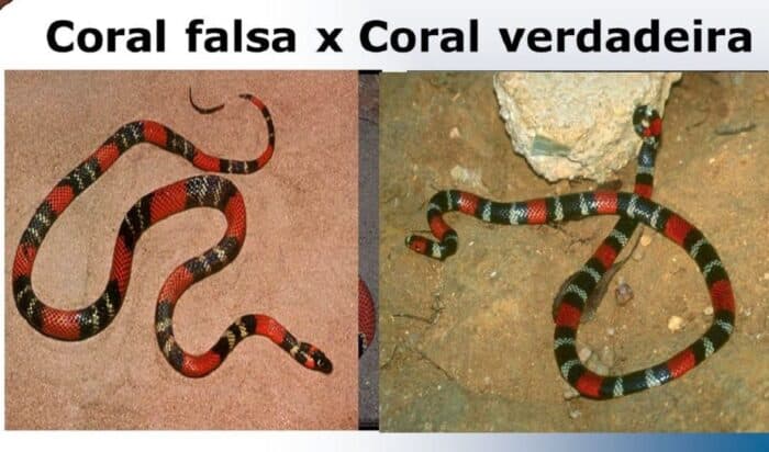 Cobra-coral verdadeira pode ser preta e branca; coloração varia entre as 45  espécies do Brasil, Terra da Gente