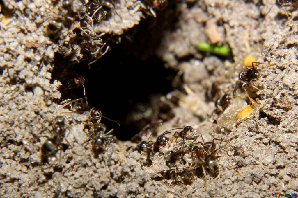 Formigueiro: saiba como é a vida das formigas nas colônias