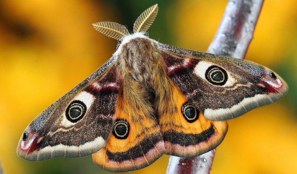 Mariposas: características e hábitos que as diferenciam das borboletas