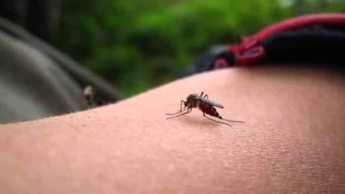 Mosquitos de luz: saiba porque eles aparecem a noite e como espantá-los