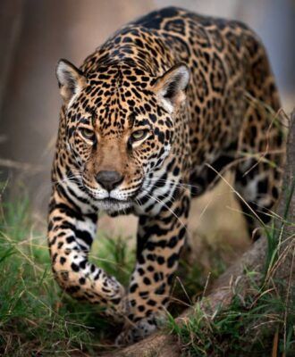 Onça-pintada - Tudo sobre o felino mais poderoso das Américas
