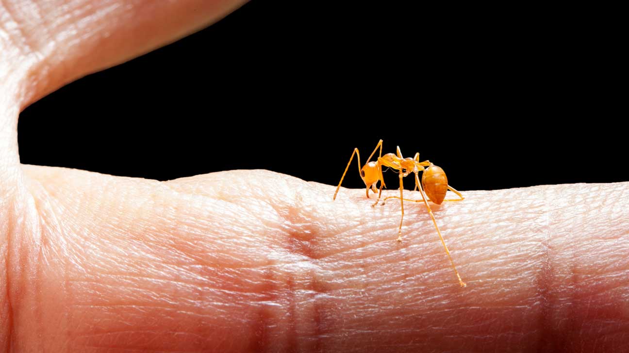 Picada de formiga - principais efeitos, sintomas e tratamentos