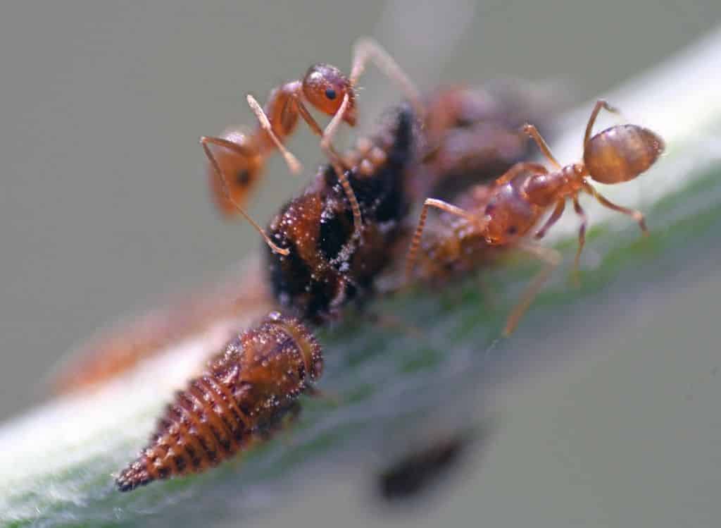 Tipos de formigas - principais características e diferenças entre espécies