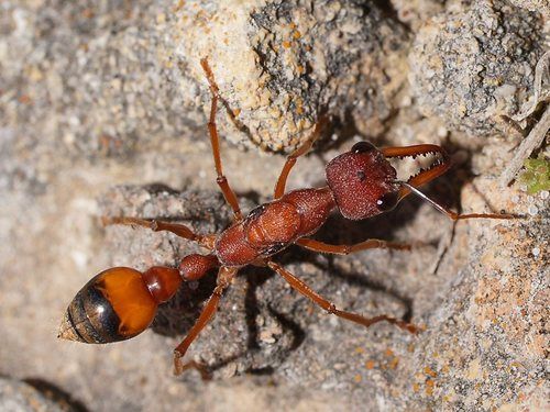 Tipos de formigas - principais características e diferenças entre espécies