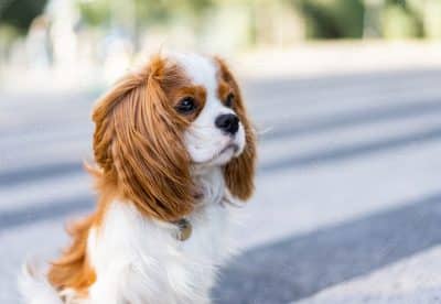 raças de cachorros peludos: Cavalier King Charles Spaniel