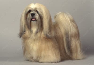 Lhasa Apso