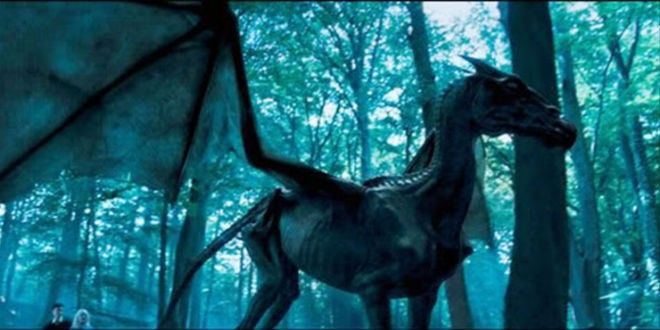 Animais de Harry Potter - 20 criaturas impressionantes saídas dos livros