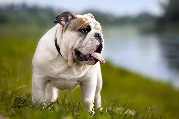 Cachorro mais caro do mundo - filhote de luxo chegou a preço milionário