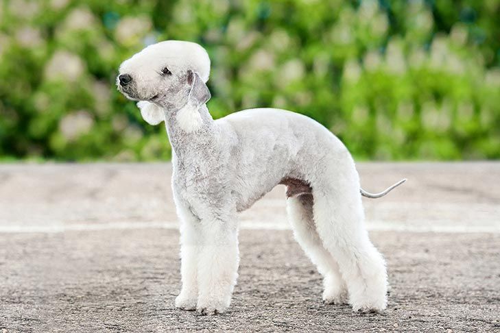 Cachorro mais caro do mundo - filhote de luxo chegou a preço milionário