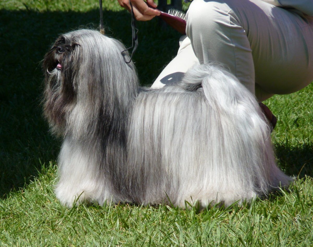 Cachorro preto e branco - 7 raças encontradas na combinação das cores