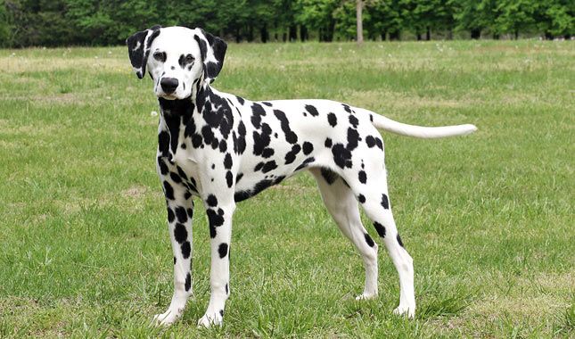 Cachorro preto e branco - 7 raças encontradas na combinação das cores