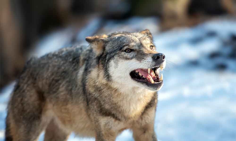 6 Raças de cães mais perigosas – Surgiu