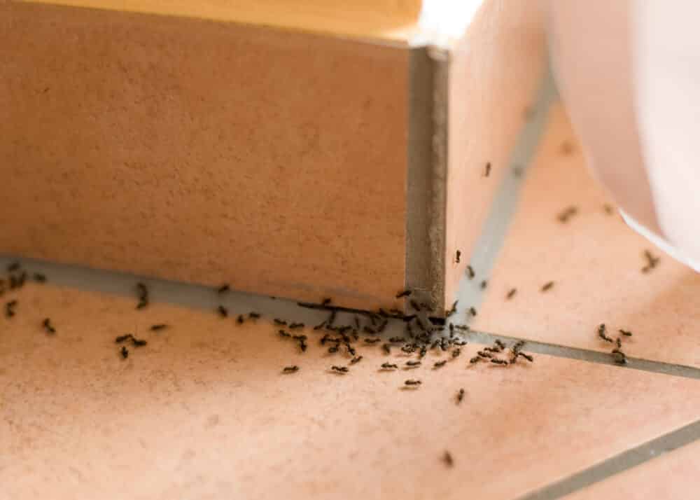 Como acabar com formigueiro: 10 soluções naturais