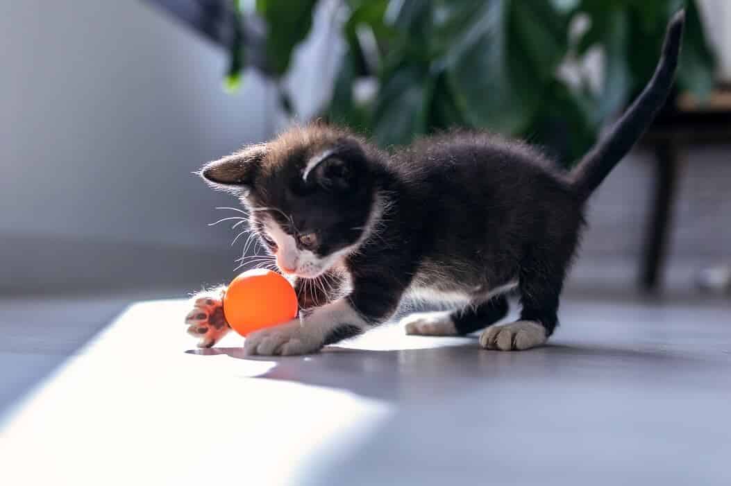 Imagem de um felino brincando com uma bola para ilustração do item