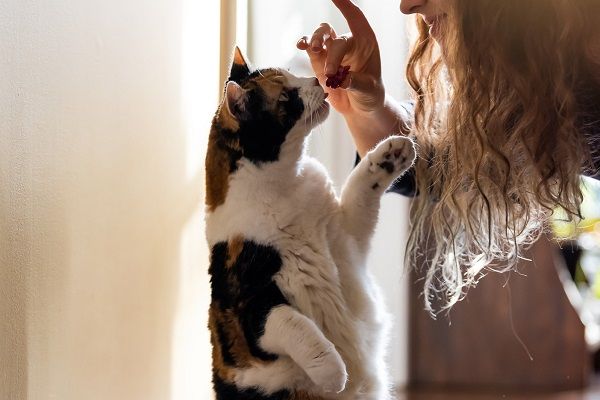 Como Treinar Gato: Dicas Práticas e Eficazes para Adestramento