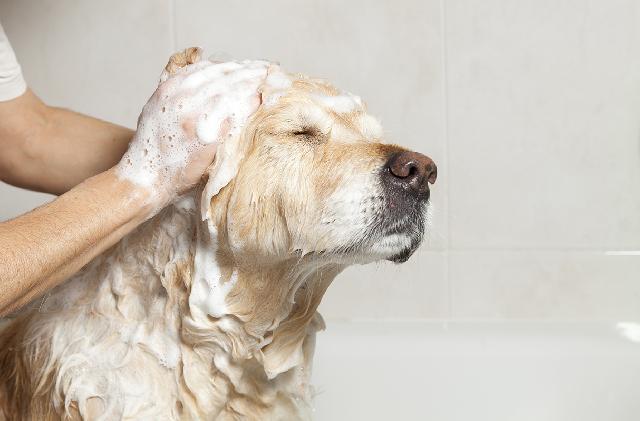 Como dar banho em cachorro - conheça as principais dicas