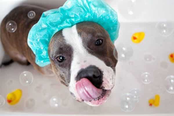 Como dar banho em cachorro - conheça as principais dicas
