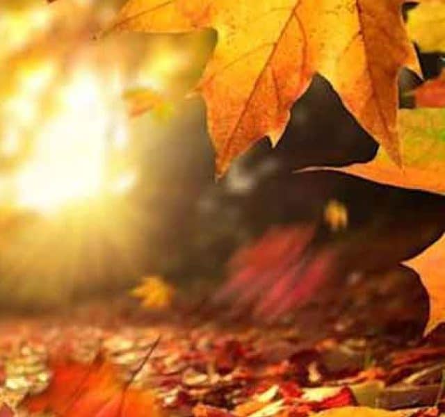 Outono: saiba quando começa e suas características