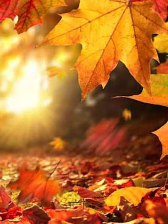 Características e curiosidades sobre o outono