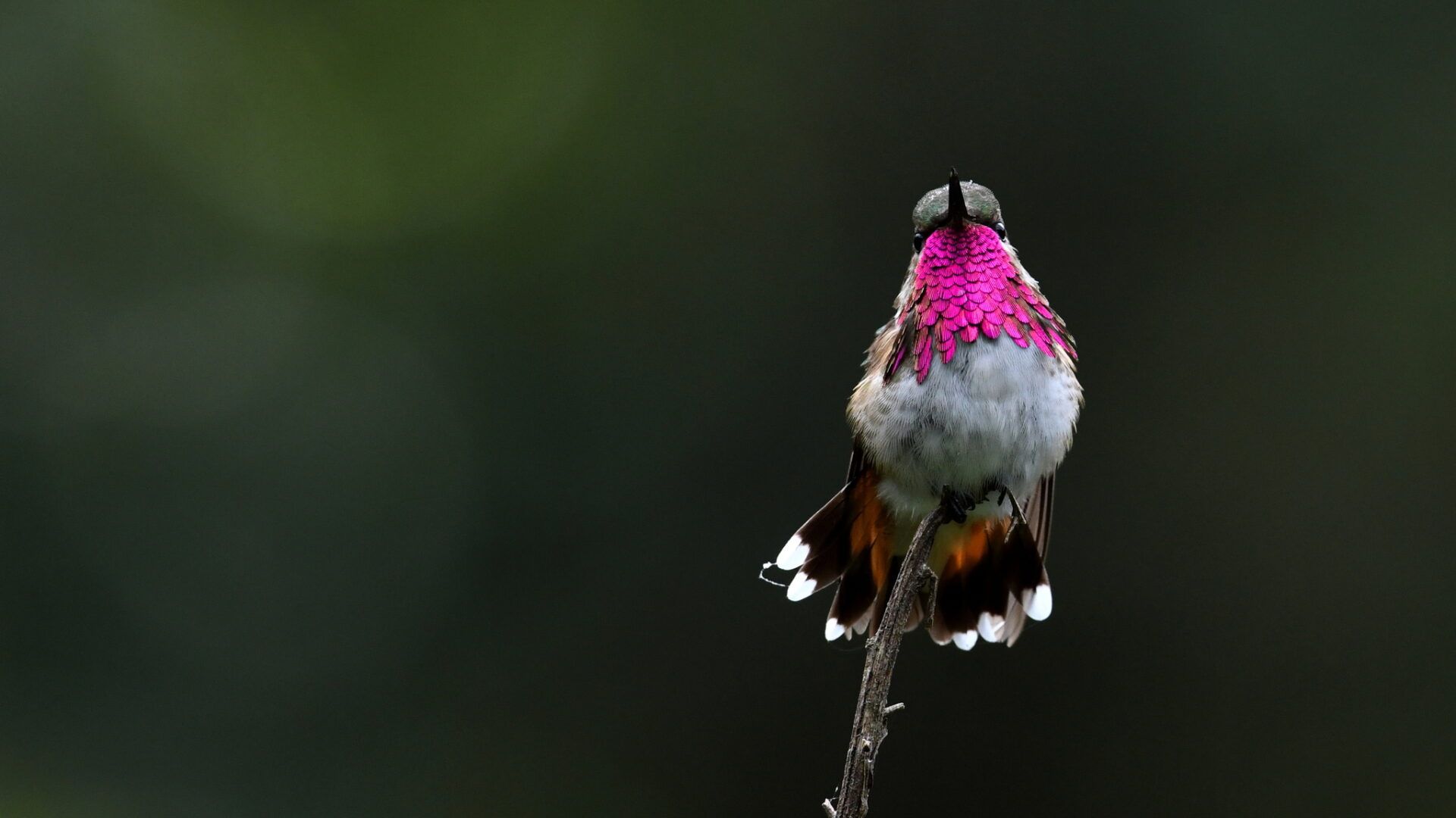 Curiosidades sobre o beija-flor - tudo sobre a menor ave do mundo