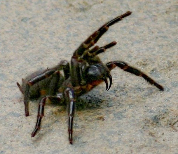 Fotografia da espécie em posição de ataque, ilustrando o item listado