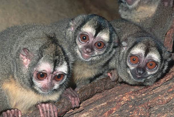 Menor macaco do mundo vive na Amazônia: conheça o sagui-pigmeu - Portal  Amazônia