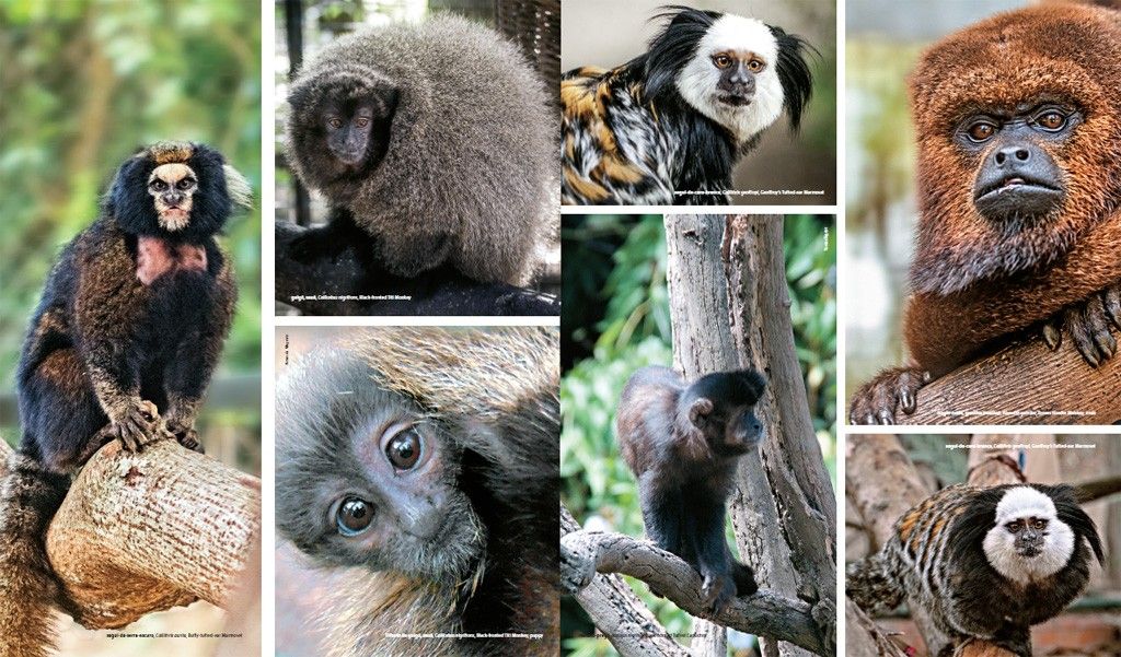 Macaco-aranha-de-cara-branca - Portal Amazônia