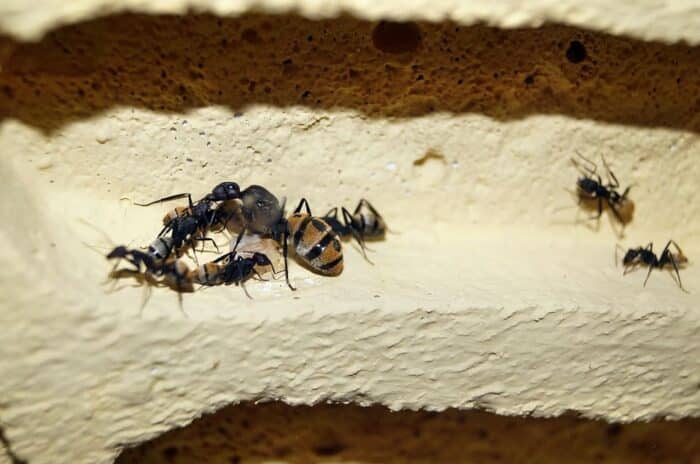 Formiga-rainha: fatos incríveis sobre a líder dos formigueiros