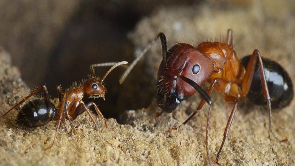 Formiga-rainha: fatos incríveis sobre a líder das colônias