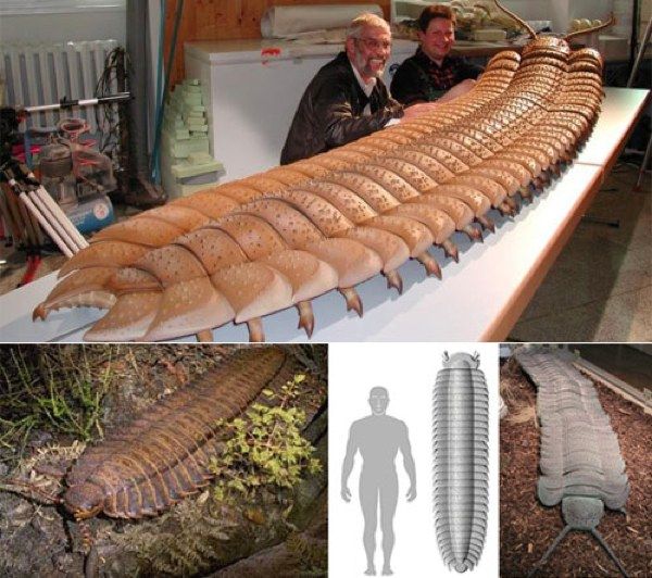 Insetos gigantes - principais exemplares de criaturas do passado