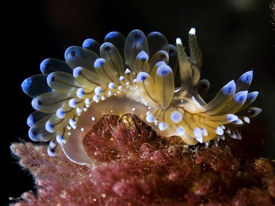 Lesma-do-mar, o que é? Principais características desse animal peculiar