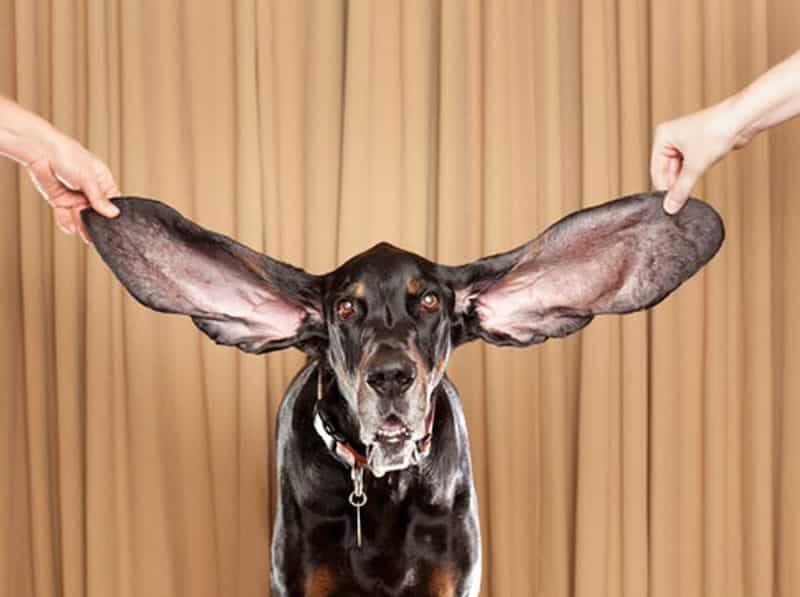 Maior orelha do mundo - este e outros recordes bizarros pelo mundo
