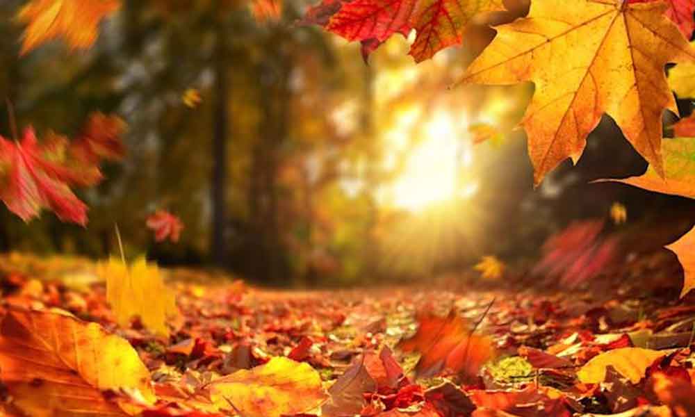 Outono: saiba quando começa e suas características