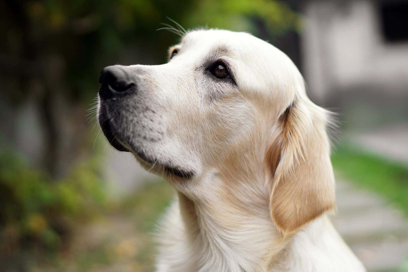 Raças de cachorro mais inteligentes - 10 destaques de inteligência canina