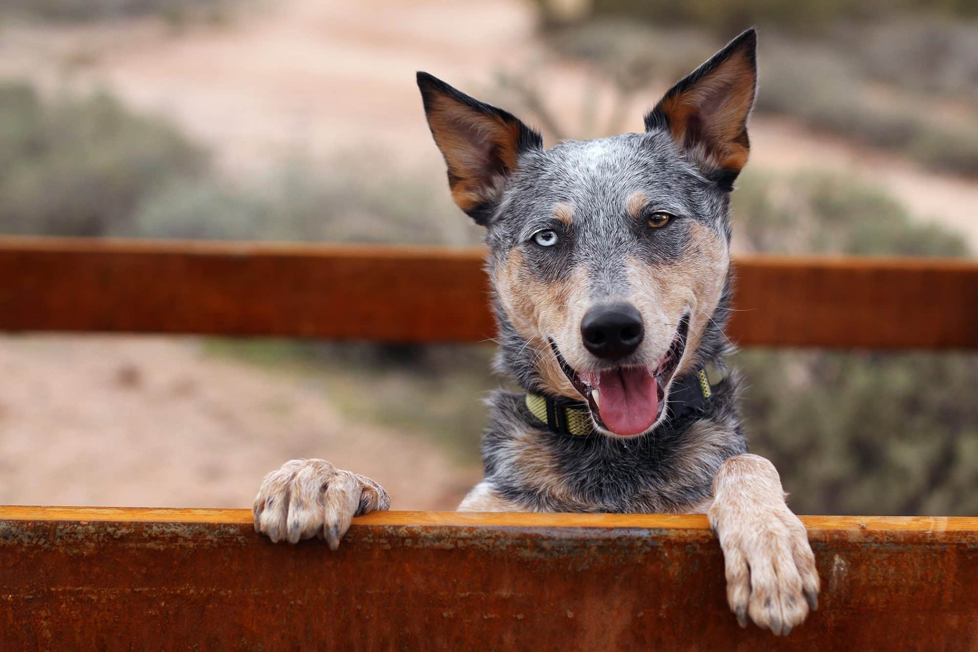 Qual é a raça mais inteligente de cachorro? - A Crítica de Campo