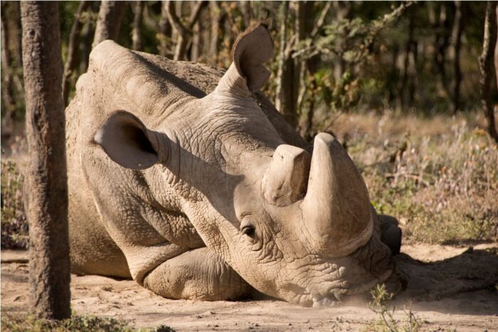 Rinoceronte branco: espécie quase extinta pode ser salva pela ciência