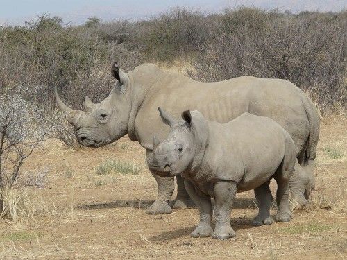 Rinoceronte, quais são as espécies? Origem, características e extinção