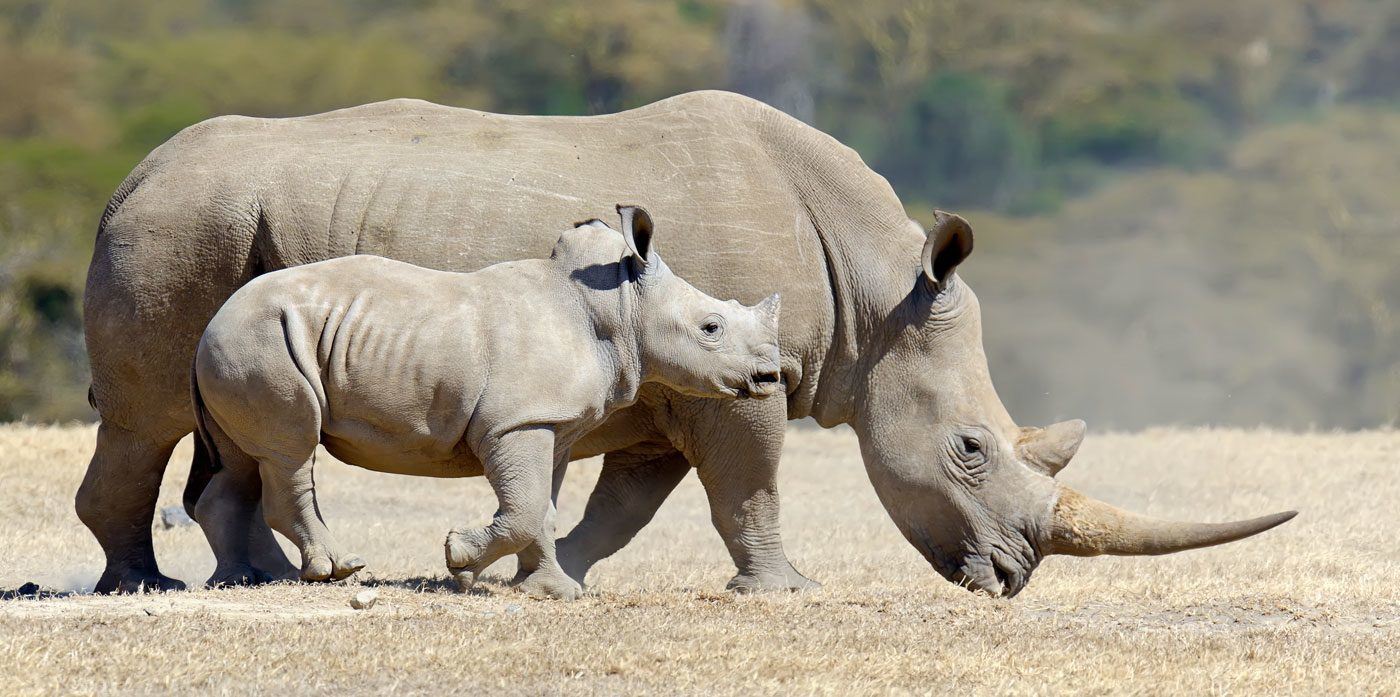 Rinoceronte, quais são as espécies? Origem, características e extinção