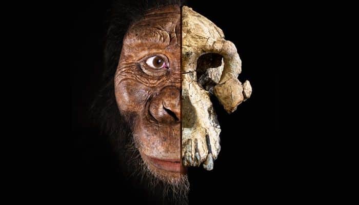 Ancestrais dos seres humanos: a evolução da espécie