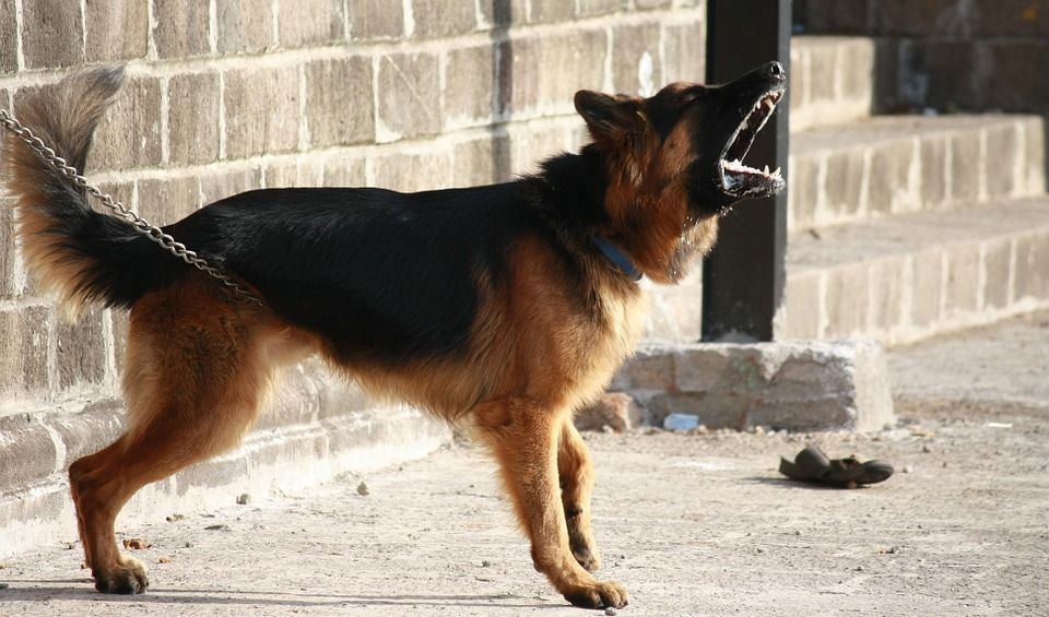 Cachorro latindo - principais motivos e formas de reduzir o comportamento